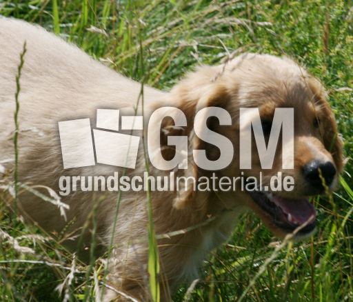 Hund-Mischling-1.jpg